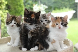 Wunderschöne Maine Coon Kitten Reinrassig Bestens Sozialisiert