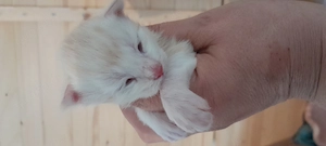 Wunderschöne MaineCoon Babys mit Stammbaum 