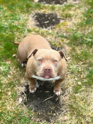 American Bully Pocket (ABKC) 