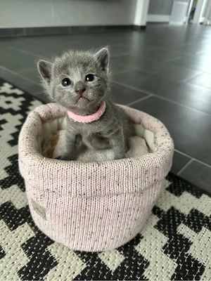 Reinrassige Russisch-Blau-Kitten abzugeben   Abgabe ab 16.05.2026