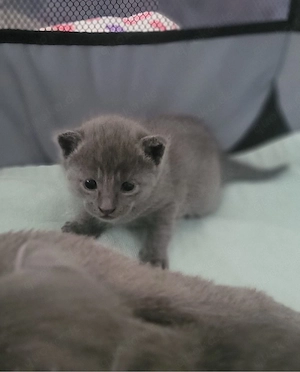 Reinrassige Russisch-Blau-Kitten abzugeben   Abgabe ab 16.05.2026