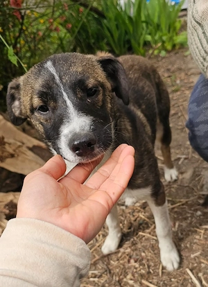 Bob, 4 Monate, wird ca. 50 cm