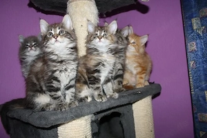 Wunderschöne Maine Coon Kitten