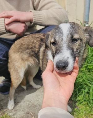 Welpe Jacky, 4 Monate, wird ca. 50 cm