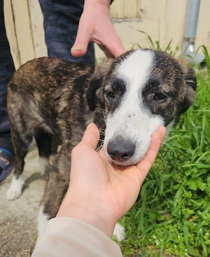 Welpe Tom, 4 Monate, wird ca. 50 cm