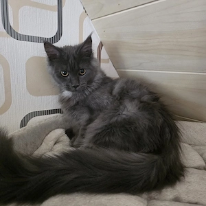 Maine coon kitten Bild 2