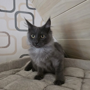 Maine coon kitten Bild 3