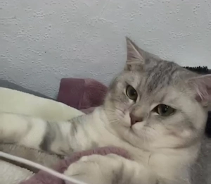 Erfahrener BKH Deckkater silver tabby