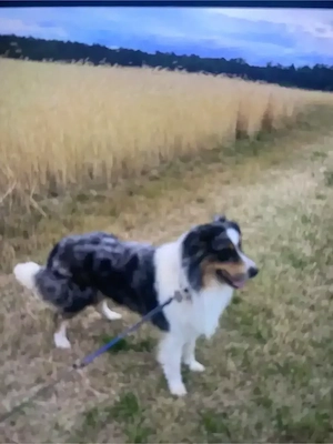 Deckrüde Australian Shepherd !!!