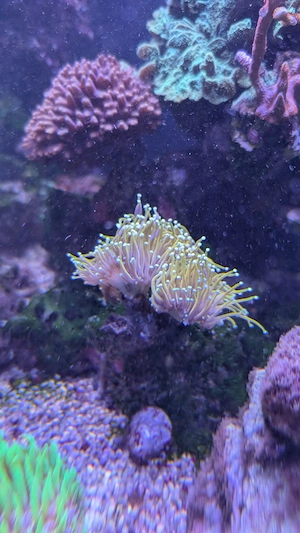 verschiedene Korallen Ableger Meerwasser Aquarium