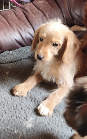 Süße kleinbleibende Pudel Mischlings Welpen.