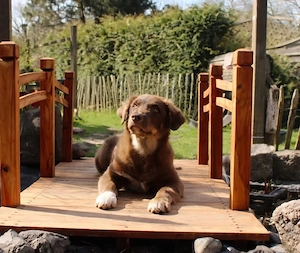 Super lieber Baby - Rüde sucht noch ein zu Hause 