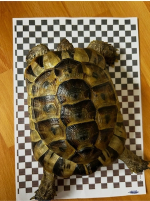 Maurische Landschildkröte