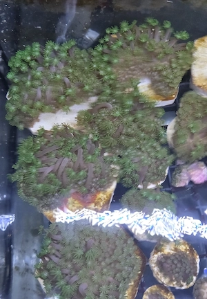 Alveopora tizardi grün -Meerwasser Korallen