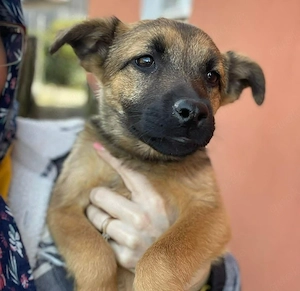 KIRA - sucht ihren sicheren Hafen (wartet in Rumänien)