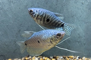 Fadenfische in verschiedenen Farben 