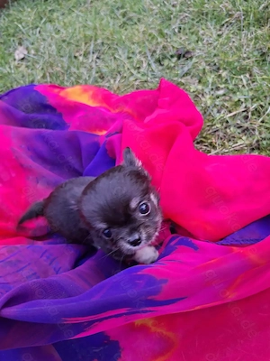 Chihuahuawelpen Ruden langhaar mit Ahnentafel  Bild 2