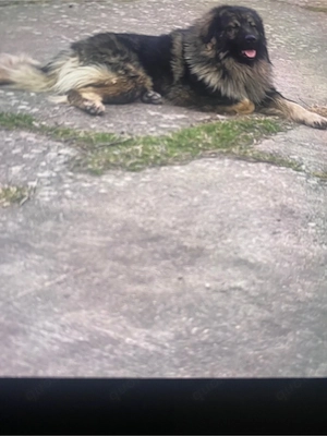 Kaukasische Owtscharka Deckrüde .Kein Verkauf!!