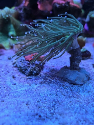 Euphyllia Toxic green - Meerwasser Korallen