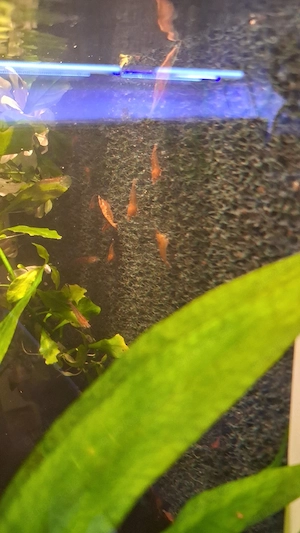 Rote Sakura Garnelen 