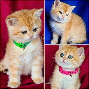 Bkh Kitten mit Stammbaum 