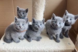 4 zauberhafte Russisch Blau Katzenmädchen suchen ein liebevolles Zuhause