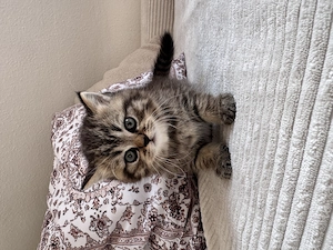 Brittisch Kurzhaar Langhaar Kitten