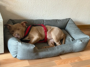 American Bully Welpe Standard 