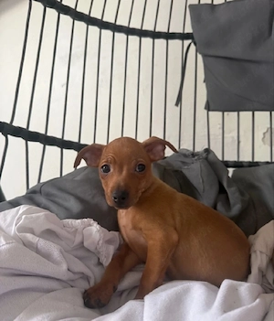 zwergpinscher Weibchen  Bild 2