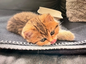 Reinrassige BKH kitten noch drei Weibchen übrig!