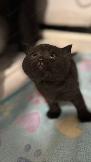 Britisch kurzhaar Kitten Bild 9