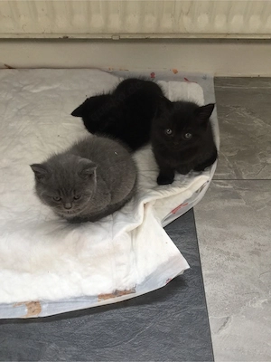 Britisch kurzhaar Kitten Bild 8