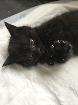 Britisch kurzhaar Kitten Bild 7