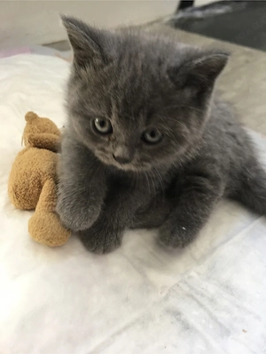 Britisch kurzhaar Kitten Bild 6