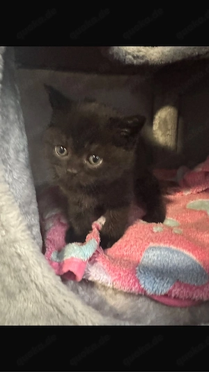 Britisch kurzhaar Kitten Bild 10