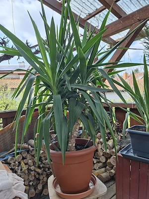 Tolle 4 stämmige Yucca Bild 3