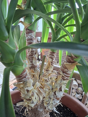 Tolle 4 stämmige Yucca