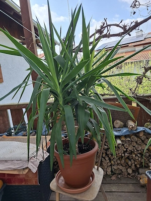 Tolle 4 stämmige Yucca Bild 2