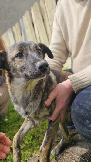 Welpe Joe, 4 Monate, wird ca. 50 cm