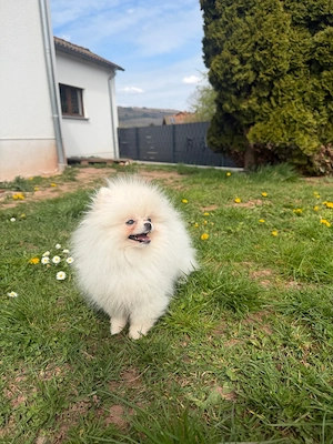 Pomeranian Welpe 