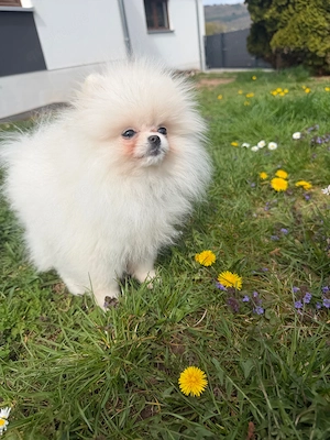 Pomeranian Welpe  Bild 2