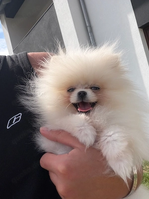 Pomeranian Welpe  Bild 3