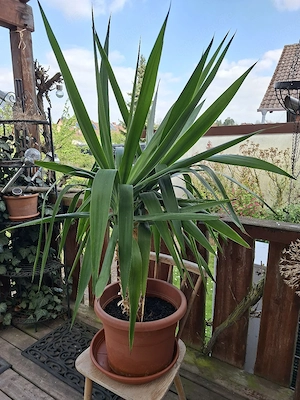 Yucca 3 stämmig abzugeben