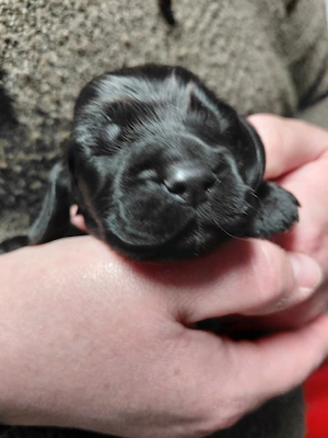 Cocker Spaniel ,Showlinie