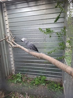 Kongo Graupapagei Hahn 