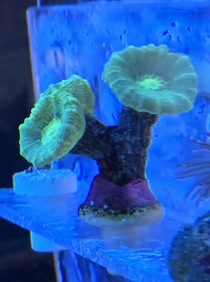 Caulastrea Neon Grün - Meerwasser Korallen