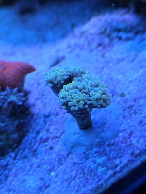 Euphyllia Golden nugget - Meerwasser Korallen