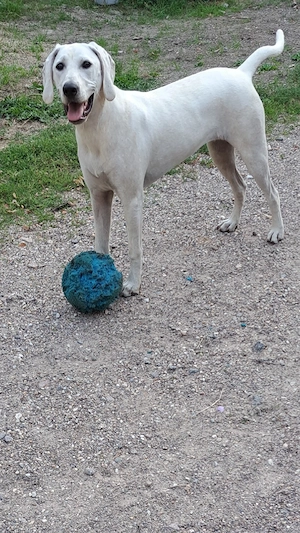 Dalmatiner-Jagdhund-Mixhündin