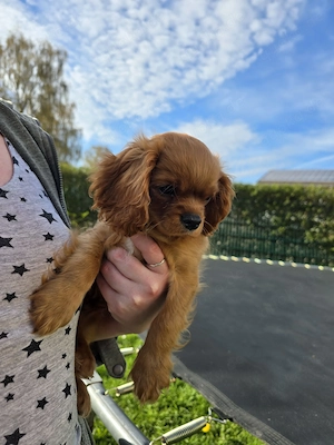 Cavalier King Charles Spaniel Welpe   kleiner Herzensbrecher sucht sein Zuhause