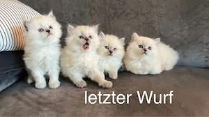 Bezaubernde BLH-kitten weiblich) zu verkaufen